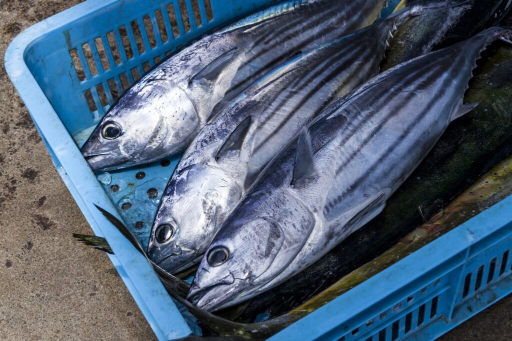 近隣飲食店様への魚の卸売も対応