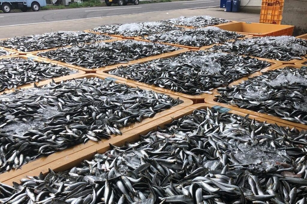毎朝仕入れる新鮮な魚をご提供