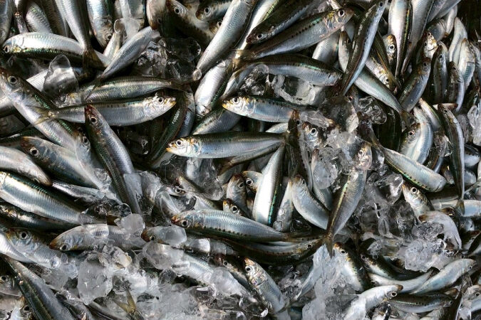 毎朝仕入れる新鮮な魚を中心に、その時期ならではの旬の鮮魚を豊富に取り揃えています。